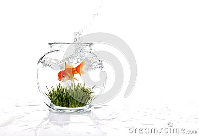Goldfish in a Bowl With Grass