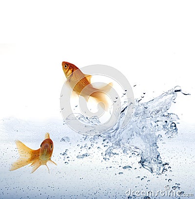 Goldfish leaping out of the water.