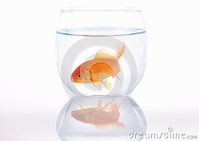 Goldfish in a small bowl