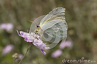 Gonepteryx cleopatra, Cleopatra butterfly from Southern France