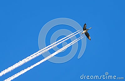 Goose on blue sky