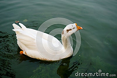 Goose floating on water