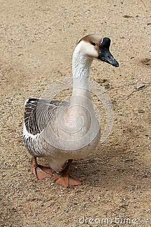 Goose