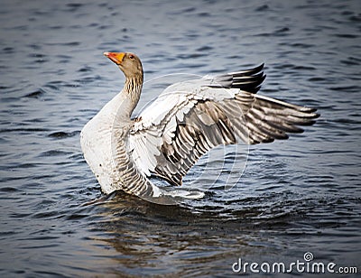 Goose Landing