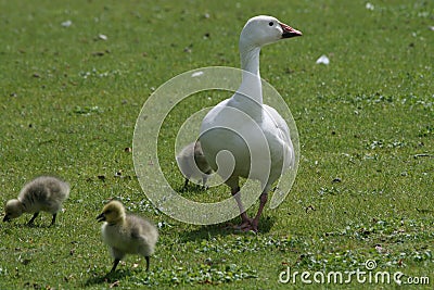 Goose on a leisurely walk along with goslings