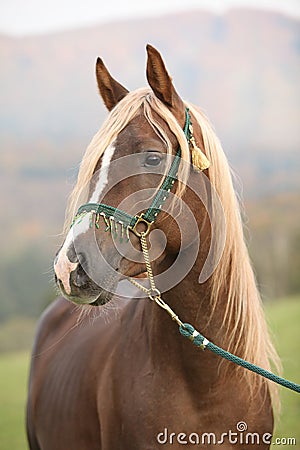 Gorgeous arabian stallion with long mane