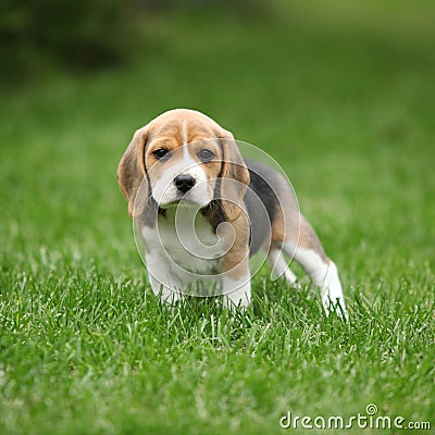 Gorgeous beagle puppy in the garden