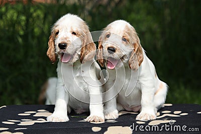 Gorgeous English Cocker Spaniel puppies sitting