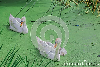 Gorgeous white swans in a lake