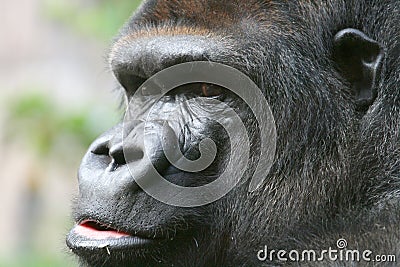 Gorilla face