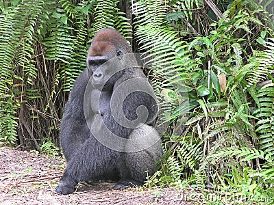 Gorilla, Gabon, West Africa