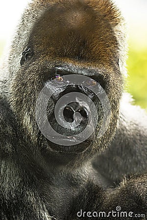 Gorilla portrait