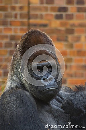 Gorilla Portrait 5