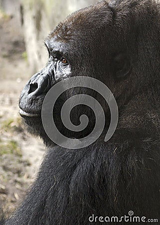 Gorilla