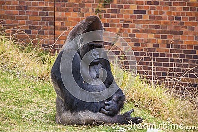 Gorilla Portrait 6