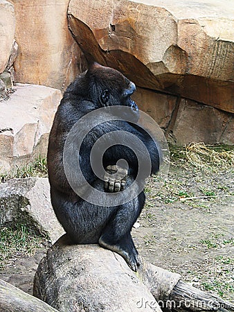 Gorilla Sits and Thinks