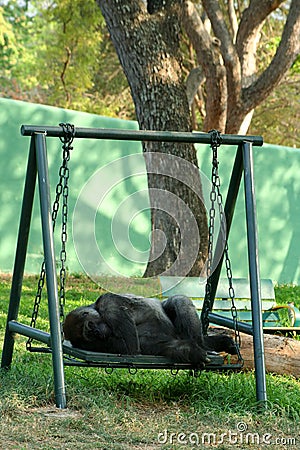Gorilla sleeping