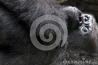 Gorilla sleeping