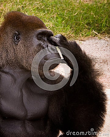 Gorilla Thinker