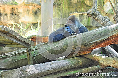 Gorilla thinker - silver back male