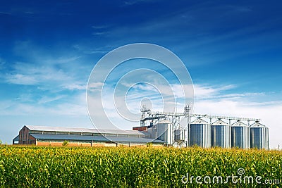 Grain Silos in Corn Field