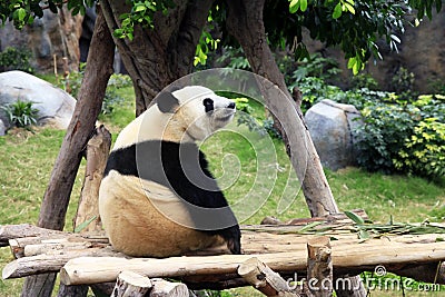 Grand panda bear