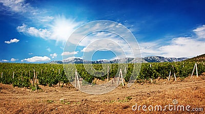 Grape field with blue sky and sun