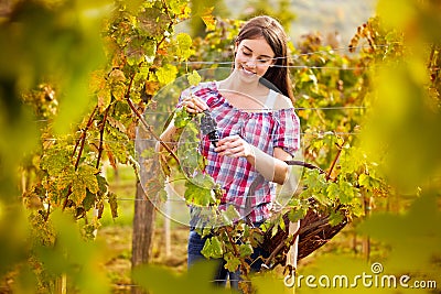 Grape picker in vineyard