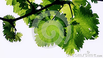 Grape vine leaf