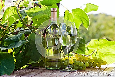 Grape and white wine in vineyard