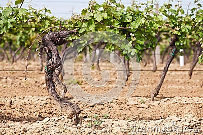 Grape wines in the vineyard