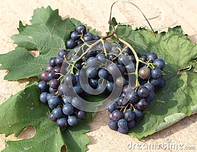 Grapes on vine leaves