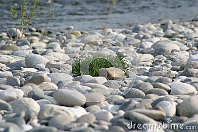 Gras auf Steinen