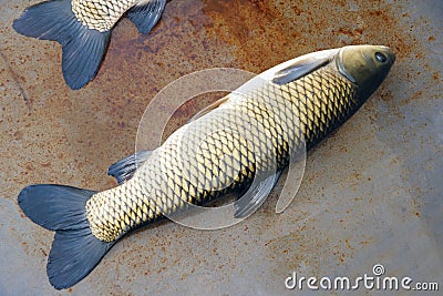 Grass carp