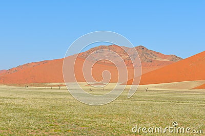 Grass and dune landscape near Sossusvlei, Namibia