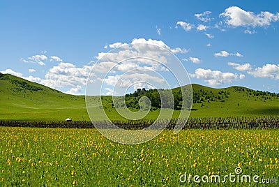 Grass fields and sun sky with beautiful cloud
