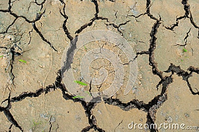 Grass and roots in Cracked Earth
