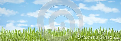 Grass Sky Banner Background