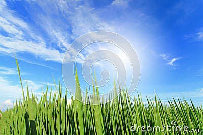 Grass, sky, cloud and sun