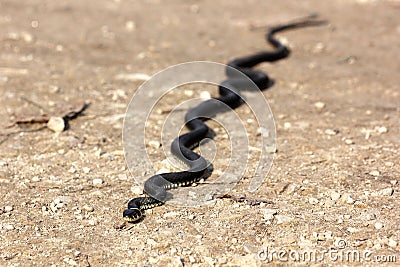 Grass snake with his tongue hanging out crawling on ground, clos