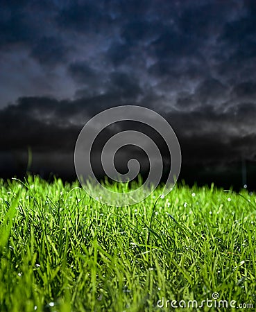 Grass in stormy weather