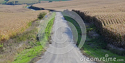 Gravel farm road between two corn fields ready for harvesting