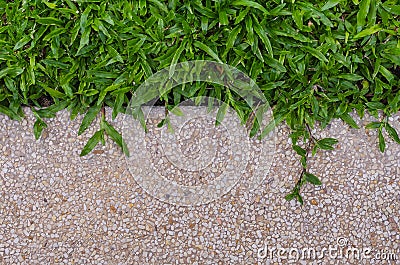 Gravel texture and grass for background