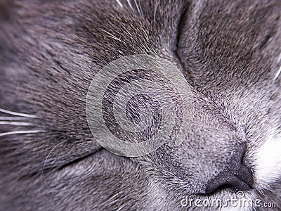 Gray cat asleep