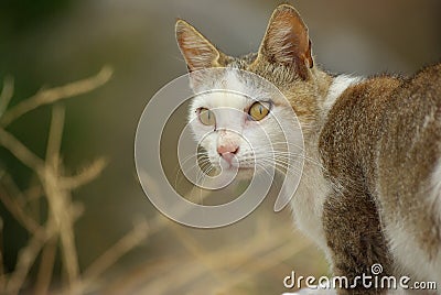 Gray cat - with clipping paths.
