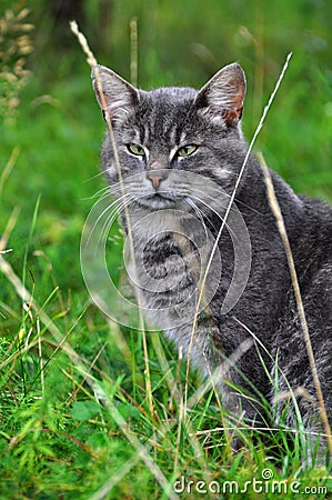 Gray cat on green grass