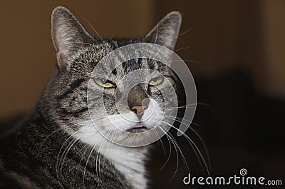 Gray Cat With White Tufts Glaring And Sticking Out Its Tongue