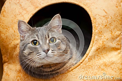 Gray domestic cat in the cat house