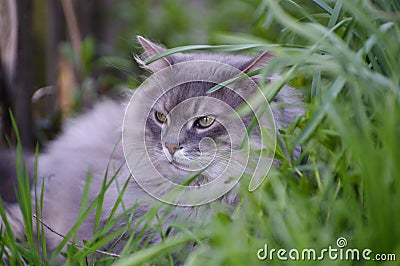 Gray fluffy cat
