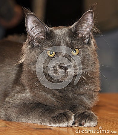 Gray furry siberian cat